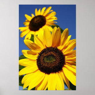 Sonnenblumen Poster