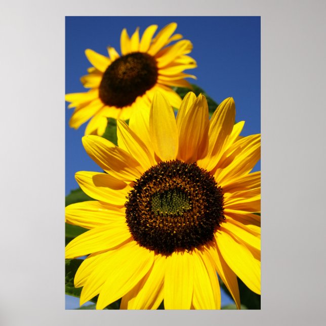 Sonnenblumen Poster (Vorne)