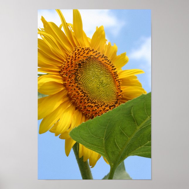 Sonnenblumen-Poster Poster (Vorne)