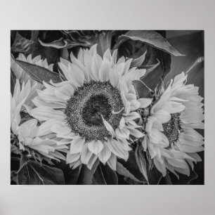 Sonnenblumen Poster/Print Poster