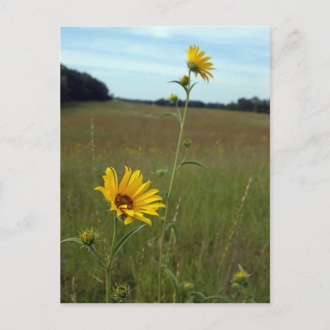 Sonnenblumen Postkarte (Vorderseite)