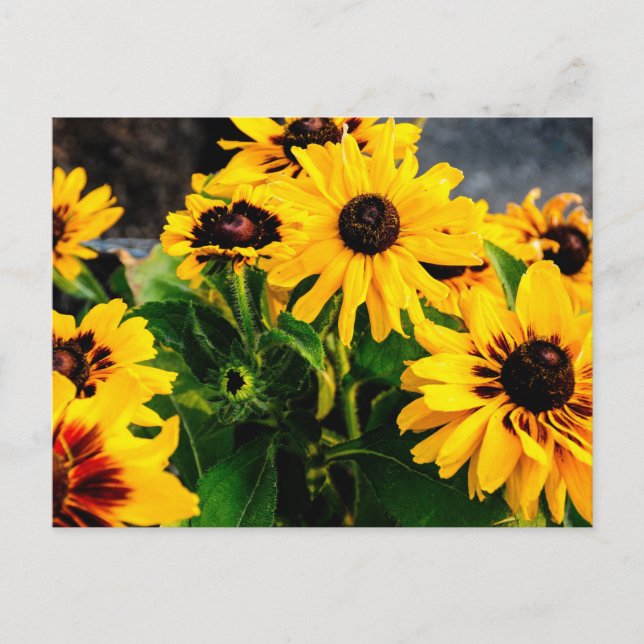 Sonnenblumen Postkarte (Vorderseite)