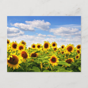 Sonnenblumen Postkarte