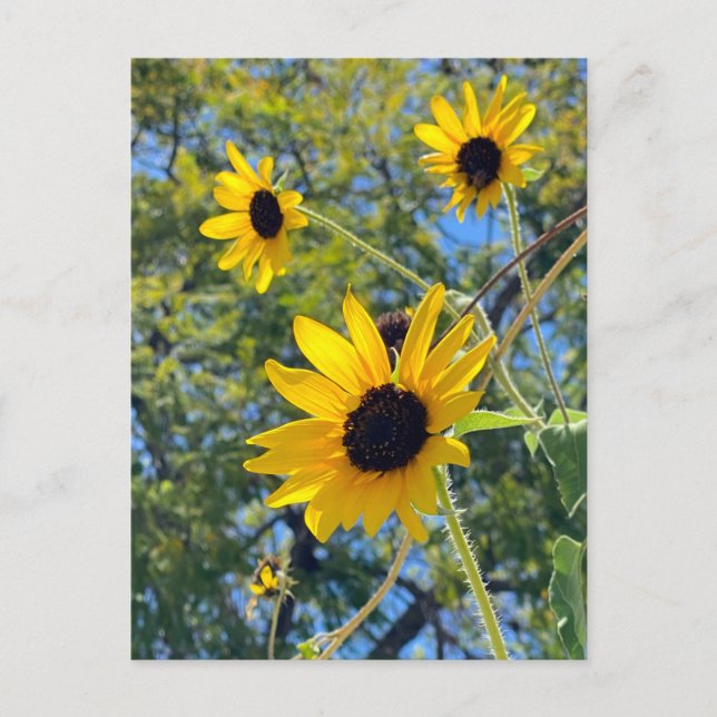 Sonnenblumen Postkarte (Vorderseite)