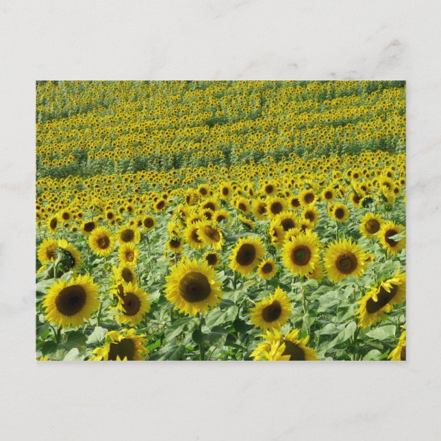 Sonnenblumen Postkarte (Vorderseite)