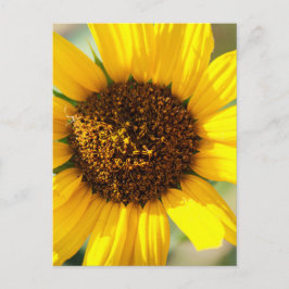 Sonnenblumen postkarte