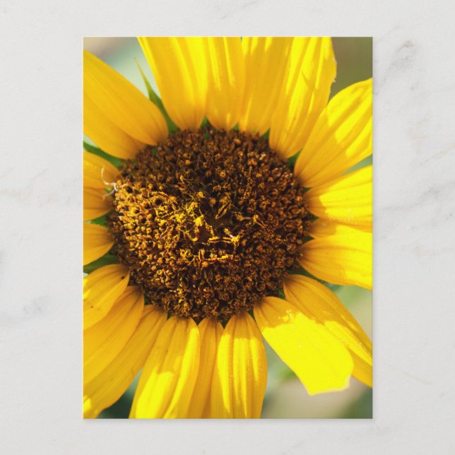 Sonnenblumen  postkarte (Vorderseite)