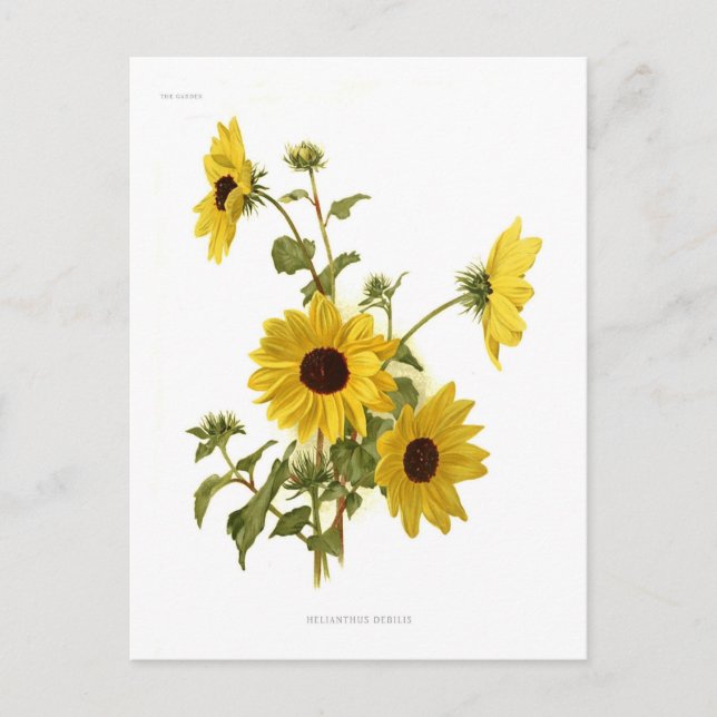 Sonnenblumen Postkarte (Vorderseite)