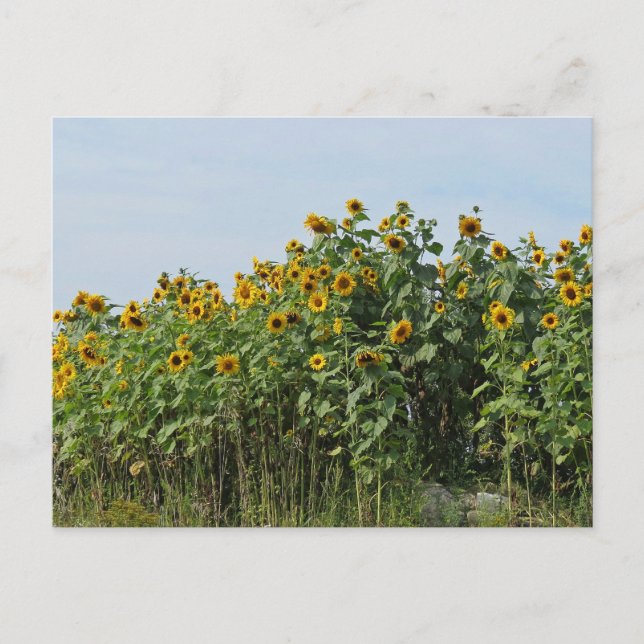 Sonnenblumen Postkarte (Vorderseite)