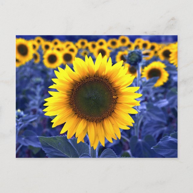Sonnenblumen Postkarte (Vorderseite)