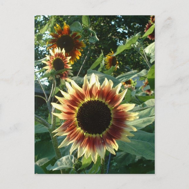 Sonnenblumen Postkarte (Vorderseite)