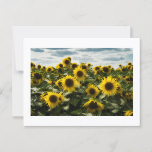 Sonnenblumen Postkarte