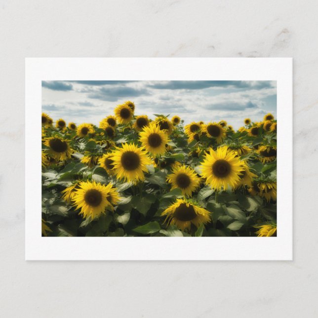 Sonnenblumen Postkarte (Vorderseite)