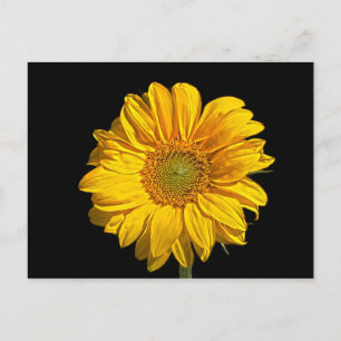 Sonnenblumen Postkarte