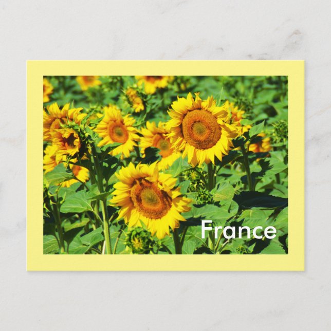 Sonnenblumen Postkarte (Vorderseite)