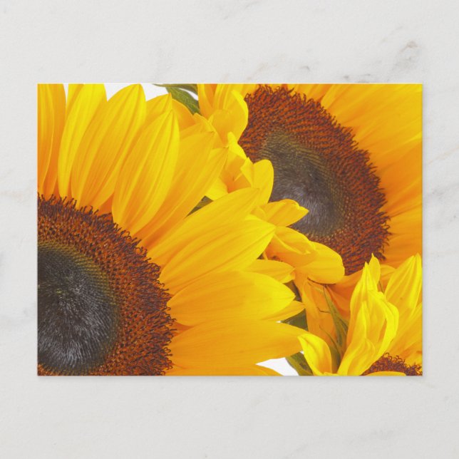 Sonnenblumen Postkarte (Vorderseite)