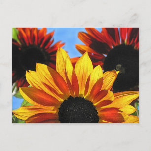 Sonnenblumen Postkarte