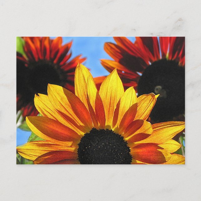 Sonnenblumen Postkarte (Vorderseite)