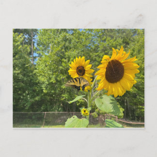 Sonnenblumen Postkarte