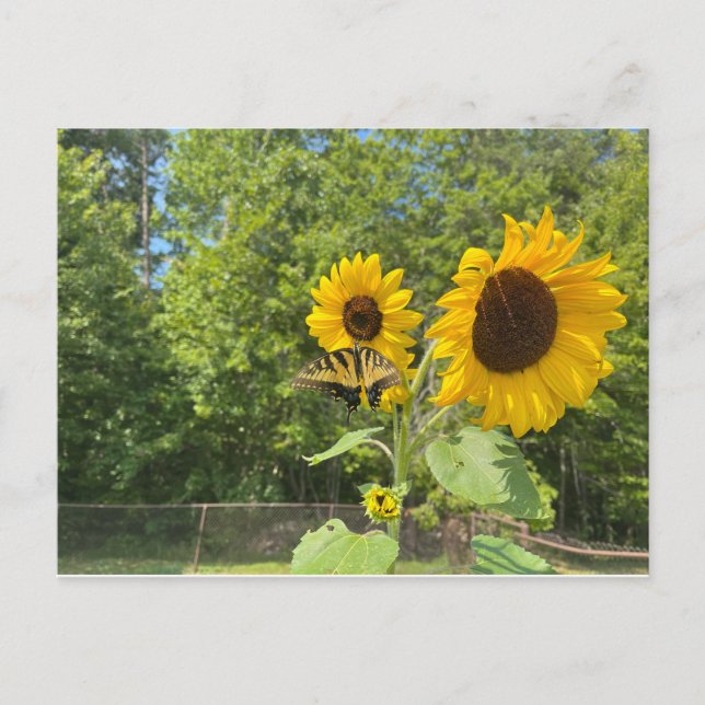 Sonnenblumen Postkarte (Vorderseite)