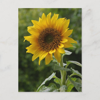Sonnenblumen Postkarte