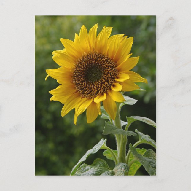 Sonnenblumen Postkarte (Vorderseite)