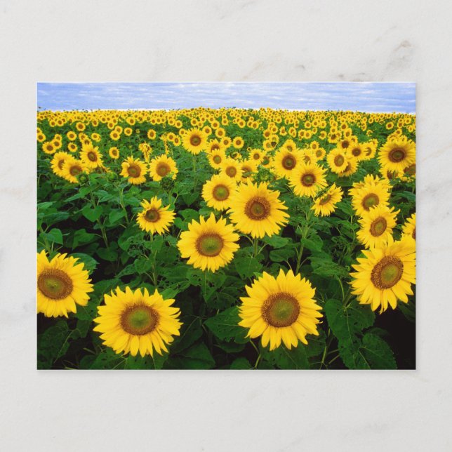 Sonnenblumen Postkarte (Vorderseite)