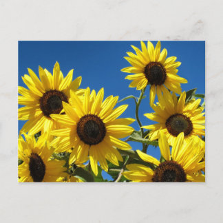 Sonnenblumen Postkarte