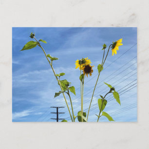 Sonnenblumen Postkarte