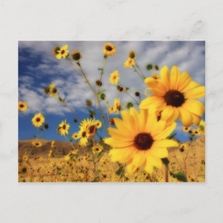 Sonnenblumen Postkarte