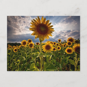 Sonnenblumen Postkarte