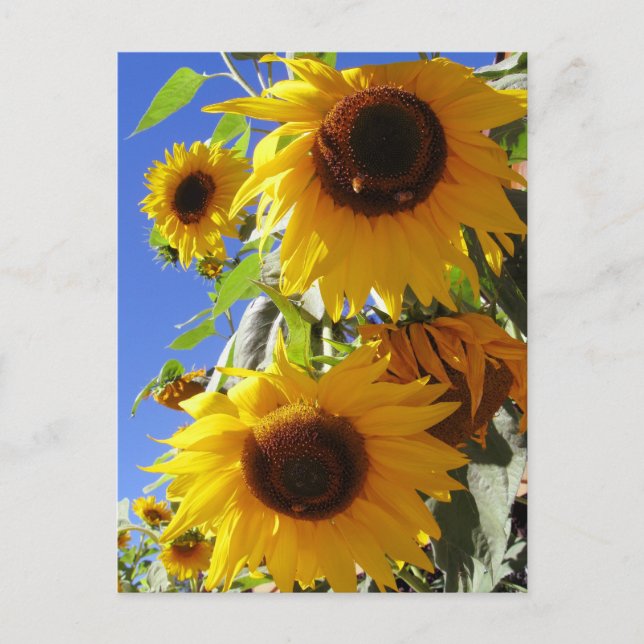 Sonnenblumen Postkarte (Vorderseite)