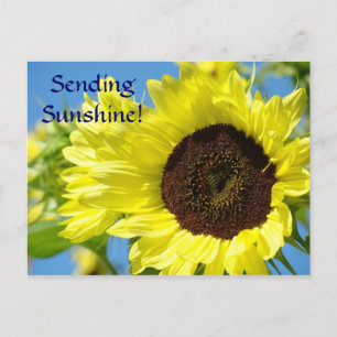 Sonnenblumen Postkarte SENDING SONNENSCHEIN! Hallo