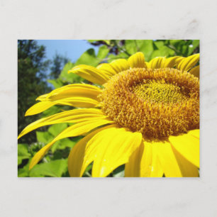 Sonnenblumen Postkarten Text anpassen Sonnenblumen