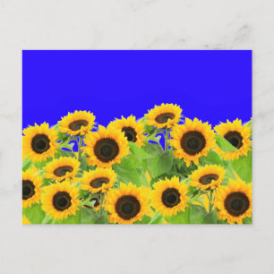 Sonnenblumen Postkarten Ukraine Flaggenfarben unte