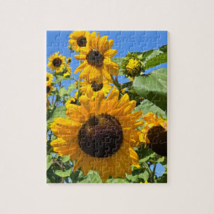 Sonnenblumen Puzzle