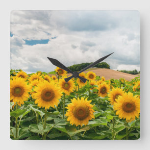 Sonnenblumen Quadratische Wanduhr