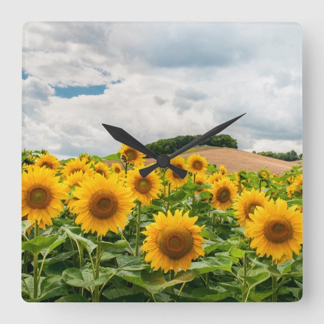 Sonnenblumen Quadratische Wanduhr (Vorderseite)