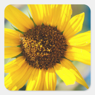 Sonnenblumen quadratischer aufkleber