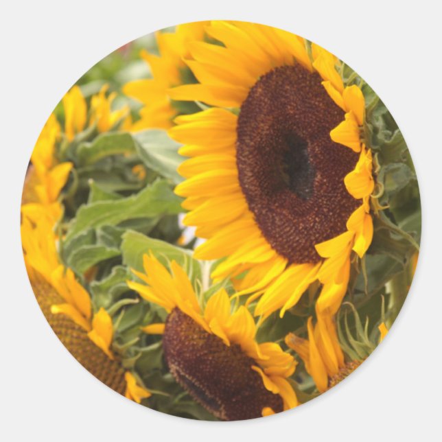 Sonnenblumen Runder Aufkleber (Vorderseite)