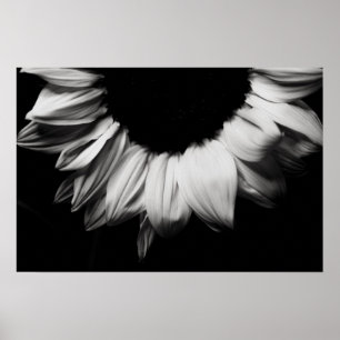Sonnenblumen Schwarz und Weiß Poster