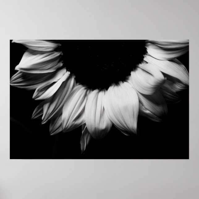 Sonnenblumen Schwarz und Weiß Poster (Vorne)