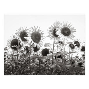 Sonnenblumen Schwarz-Weiß-Kunstfotografie Fotodruck