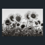 Sonnenblumen Schwarz-Weiß-Kunstfotografie Poster<br><div class="desc">Original Schwarz-Weiß-Kunst Naturfotografie Poster eines majestätischen Feld von Sonnenblumen stehend groß und gegenüber der Sonne. Teil meiner Schwarz-Weiß-Blume-Serie. Dieses Foto ist auch in meinem Geschäft für eine breite Palette von Qualitätsprodukten von der Wohngestaltung bis zum Büro und persönlichen Accessoires.</div>