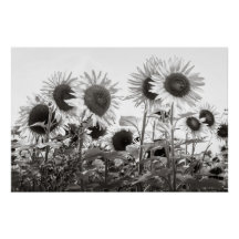 Sonnenblumen Schwarz-Weiß-Kunstfotografie