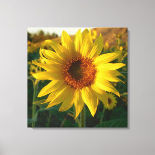 Sonnenblumen Sensation Wrapped Canvas Print Leinwanddruck