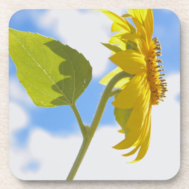 Sonnenblumen-Sky-Foto Getränkeuntersetzer (Vorderseite)
