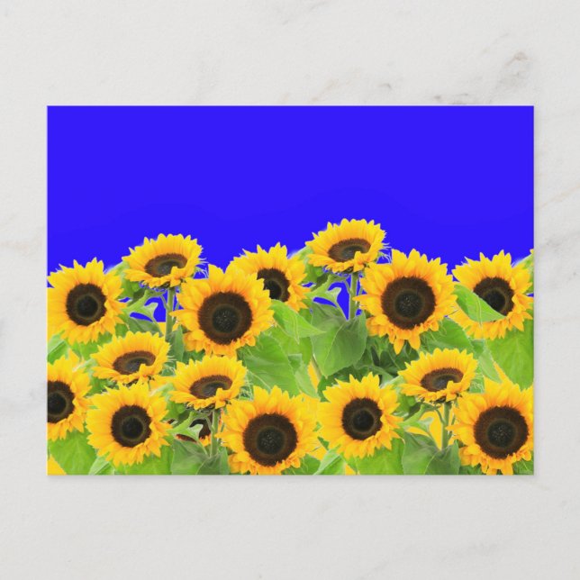 Sonnenblumen Sommer Postkarten (Vorderseite)