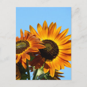 SONNENBLUMEN SONNEN BLUMEN POSTKARTEN POSTKARTE