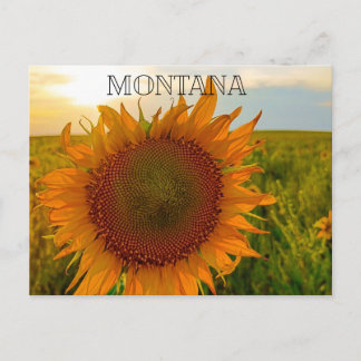 Sonnenblumen-Sonnenuntergang Postkarte